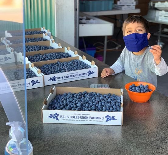 Cartons of fresh blueberries lined up on the farm store counter